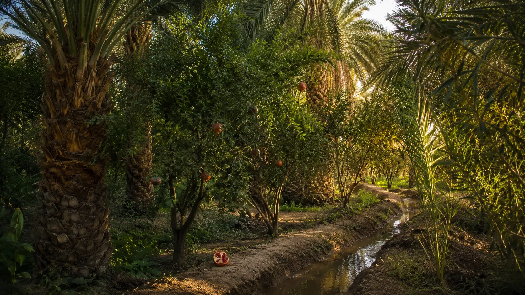 My grandfather’s garden beneath the palms of Meski