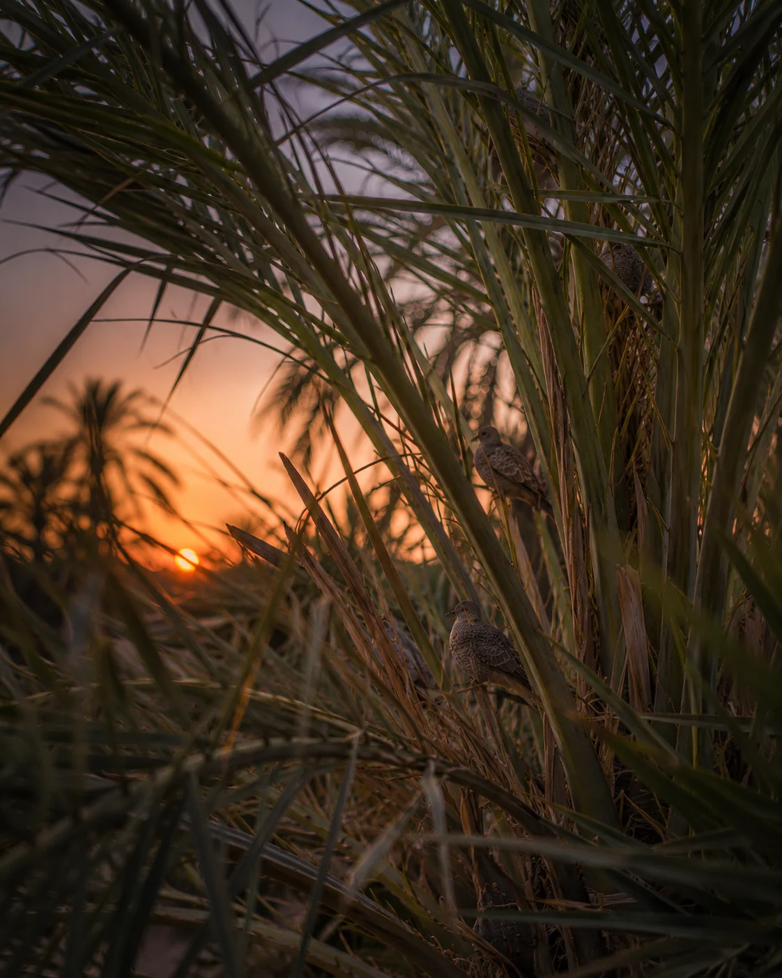 Birds in evening palms