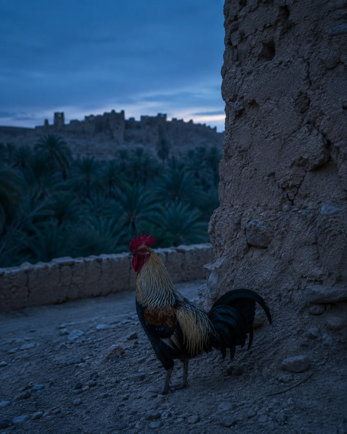 Rooster before dawn