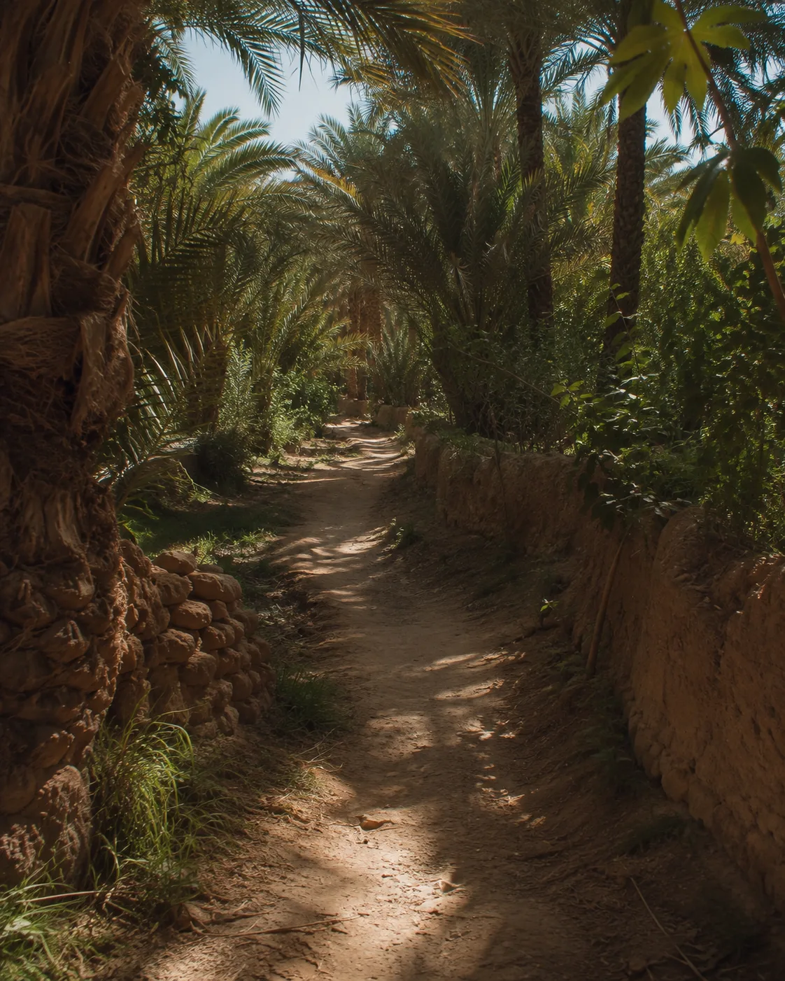 A quiet path through palms in the Meski oasis