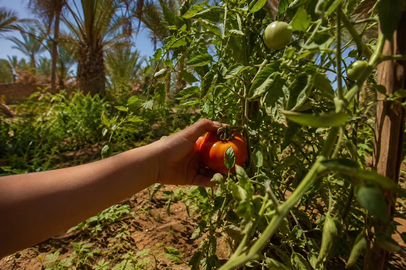 A ripe tomato being picked from the family garden in Meski