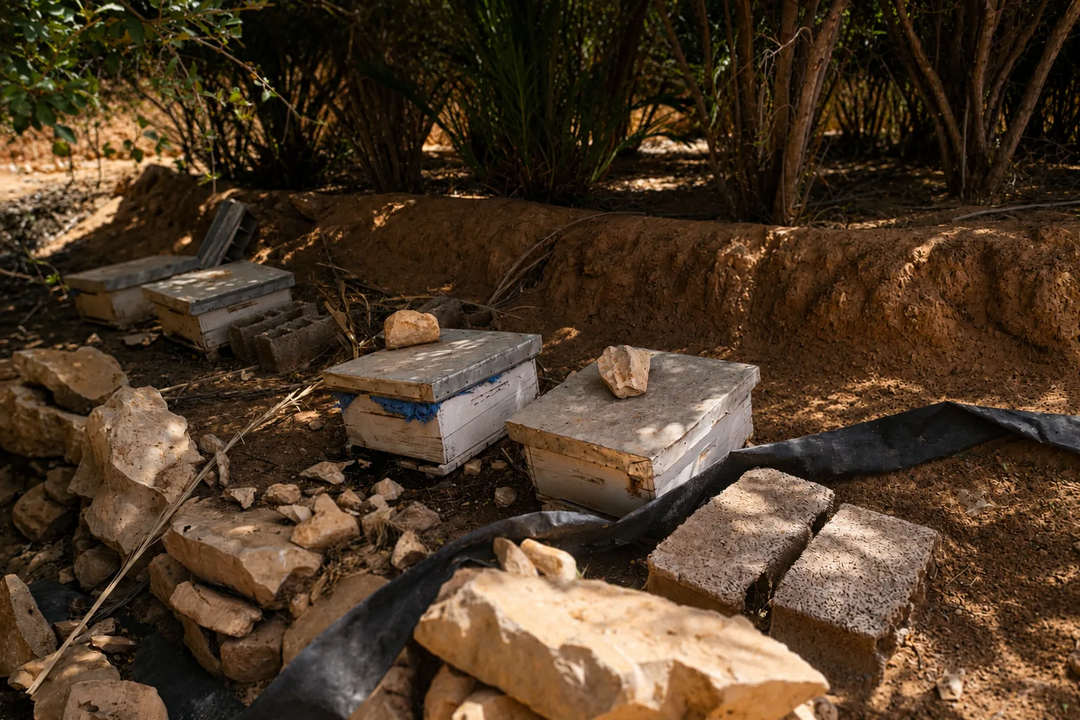 The author's beehives beneath the trees in the family garden