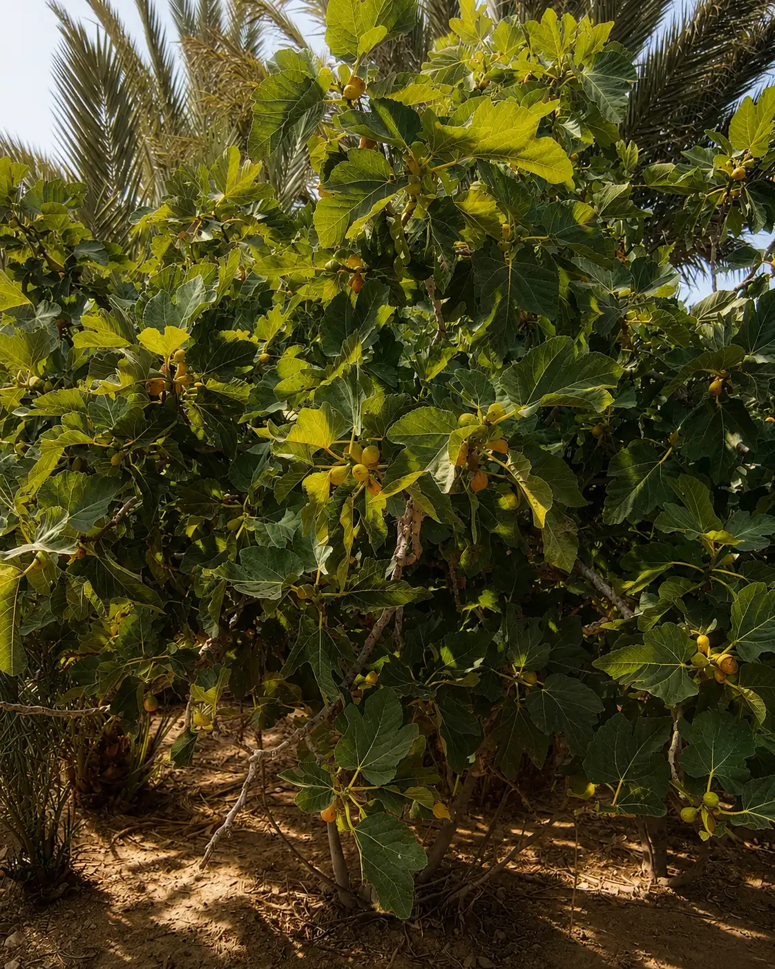 The fig tree in the family garden at Meski