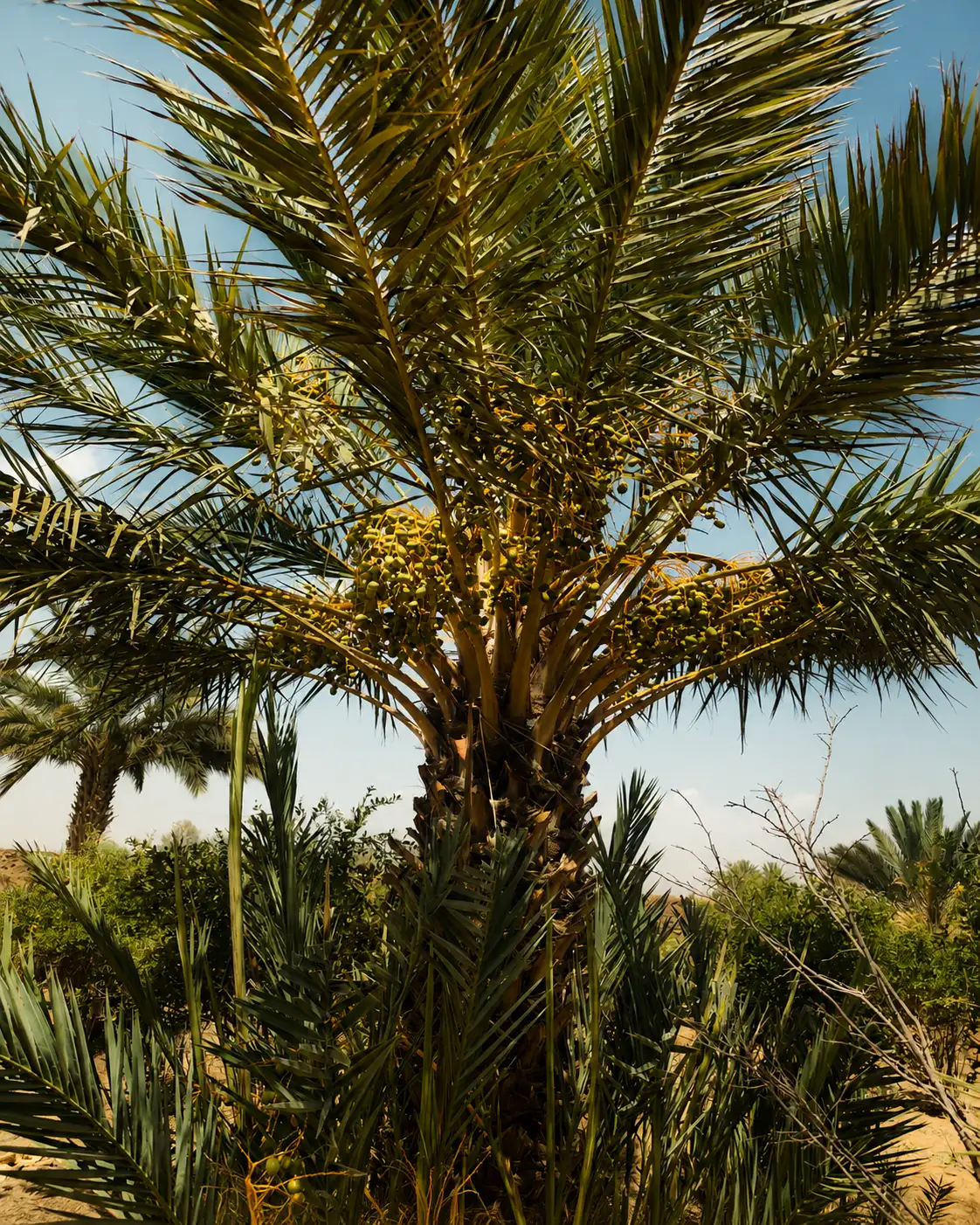 Trees and palms beside the family house in Meski