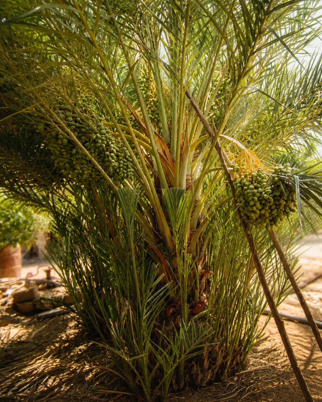 The family date palm affectionately called the Meskaoui palm
