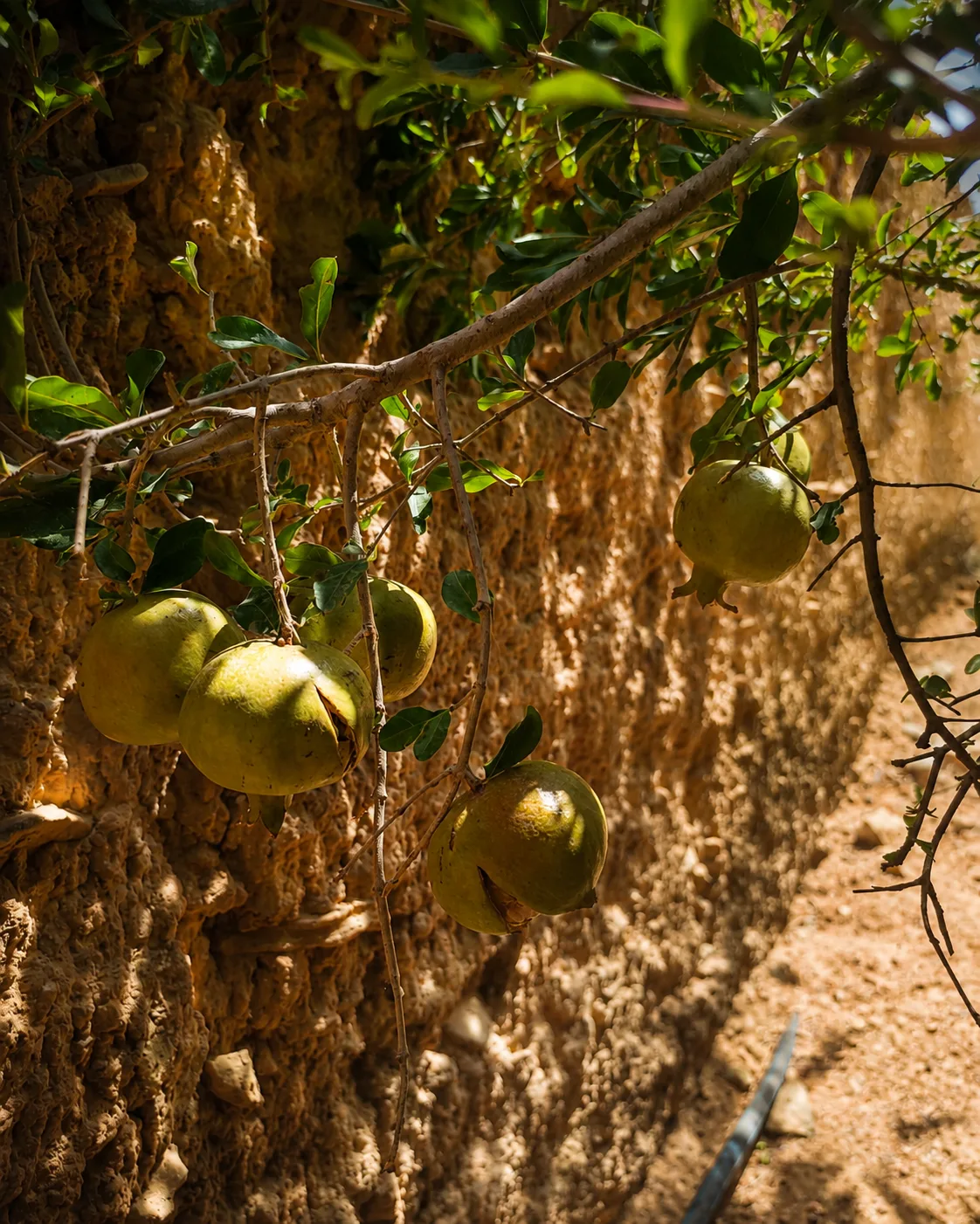 Pomegranates growing beside an earthen wall in the family garden