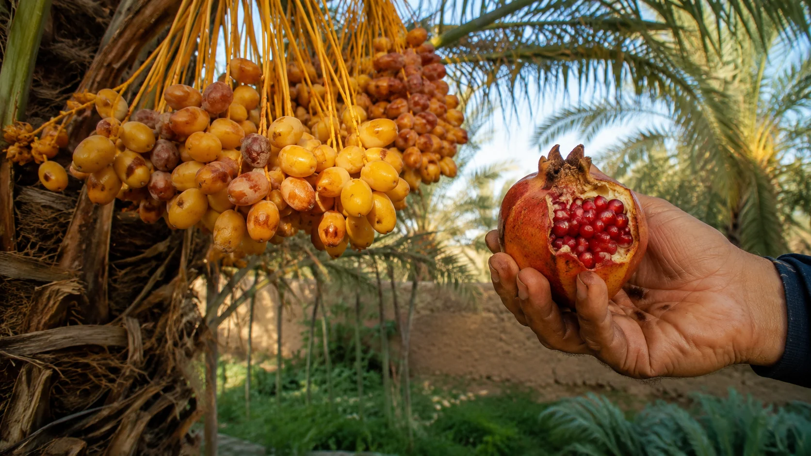 Dates and pomegranates recalling fruit picked directly from trees in Meski