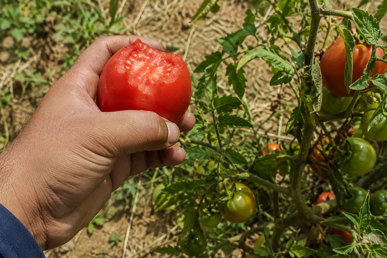 A ripe tomato picked directly from a garden plant