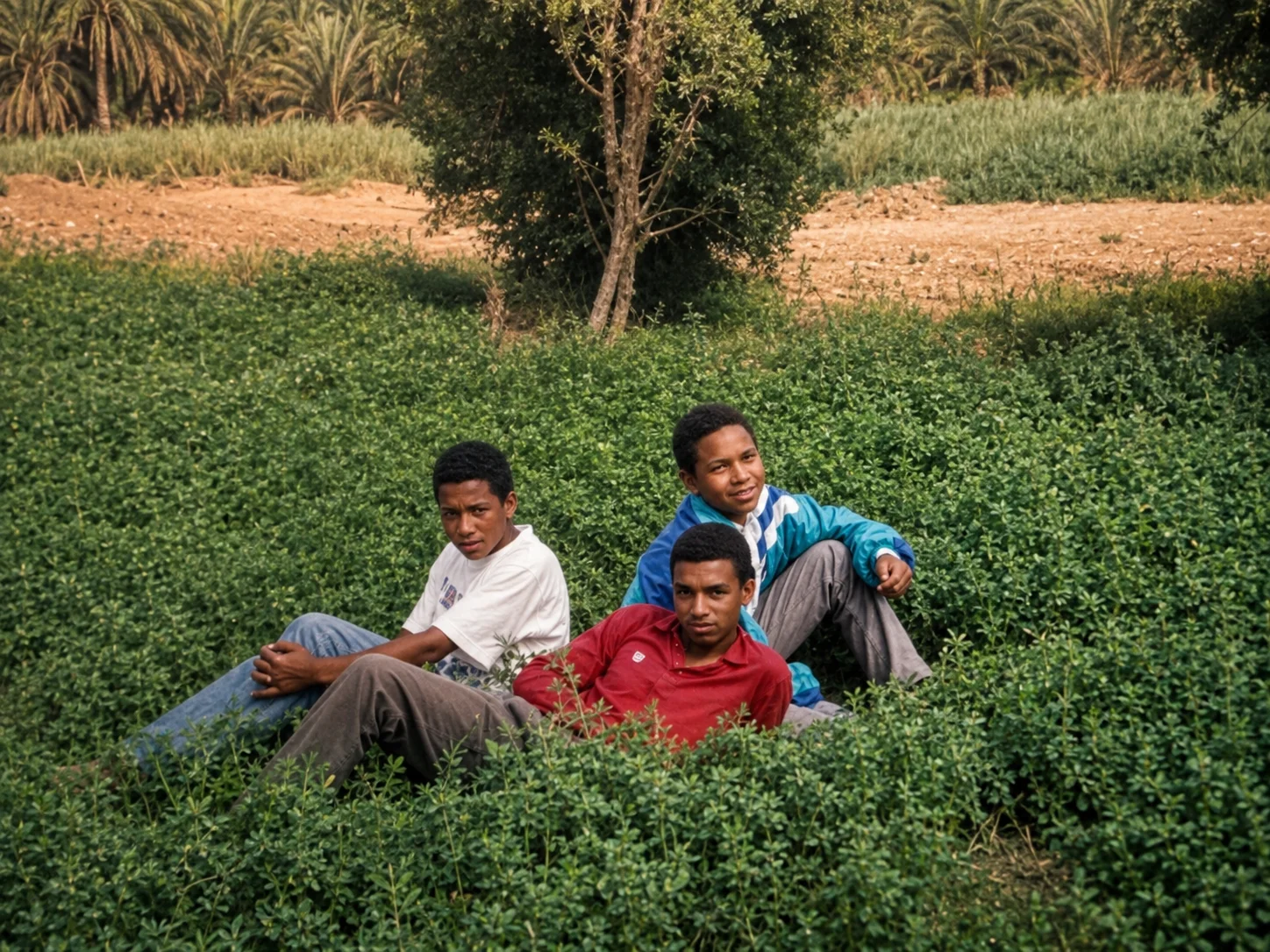 Family archive photograph of young men sitting directly among the vegetation of the Ksar Meski oasis