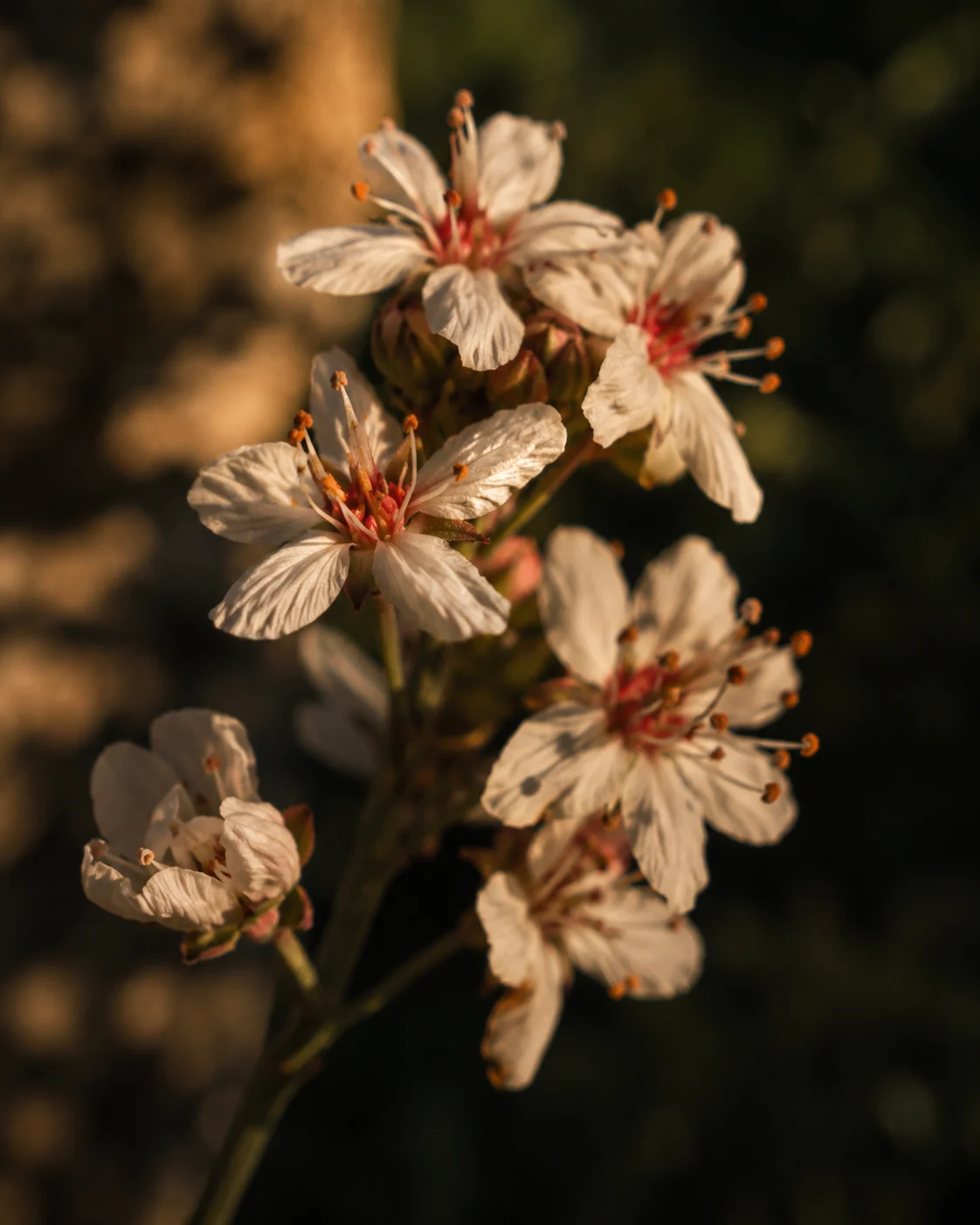 Close-up of white buckwheat blossom, Ontario