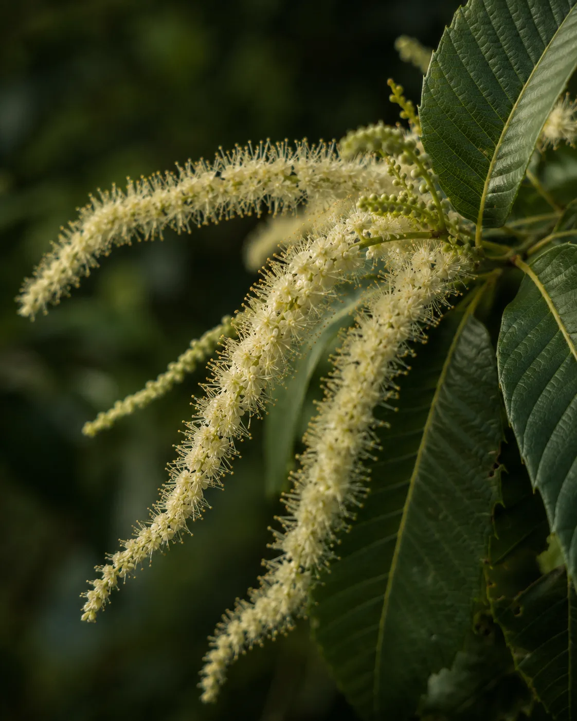 Chestnut tree blossom, Cévennes, France