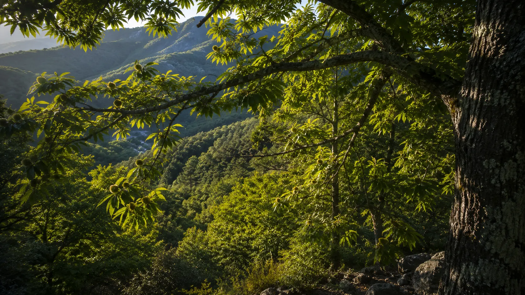 Chestnut forest canopy in the Cévennes, Ardèche, France