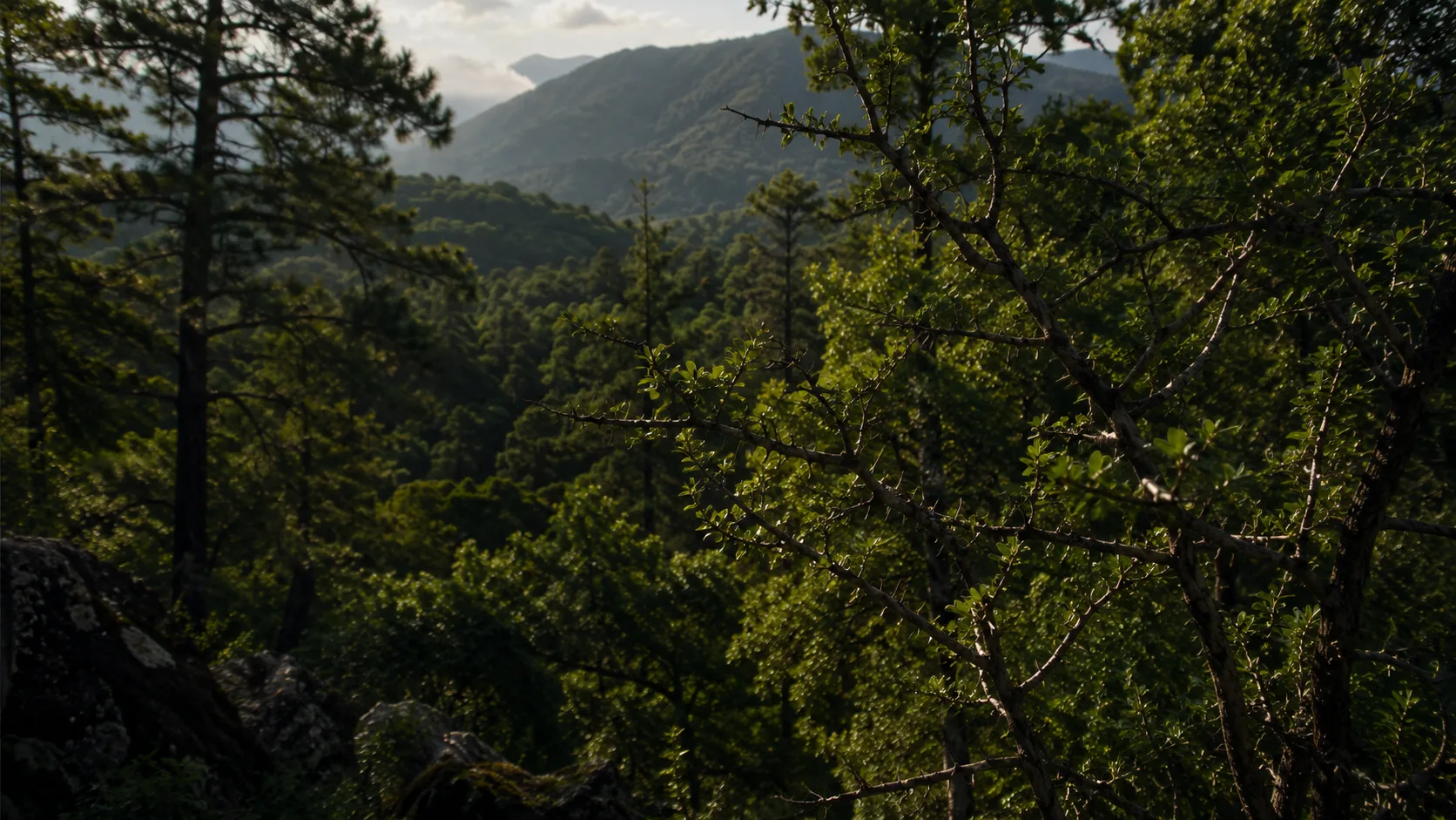Wild forest near Mount Belles, northeastern Greece