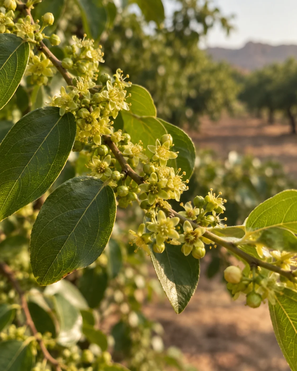 Botanical detail for Rajasthan Ber Honey
