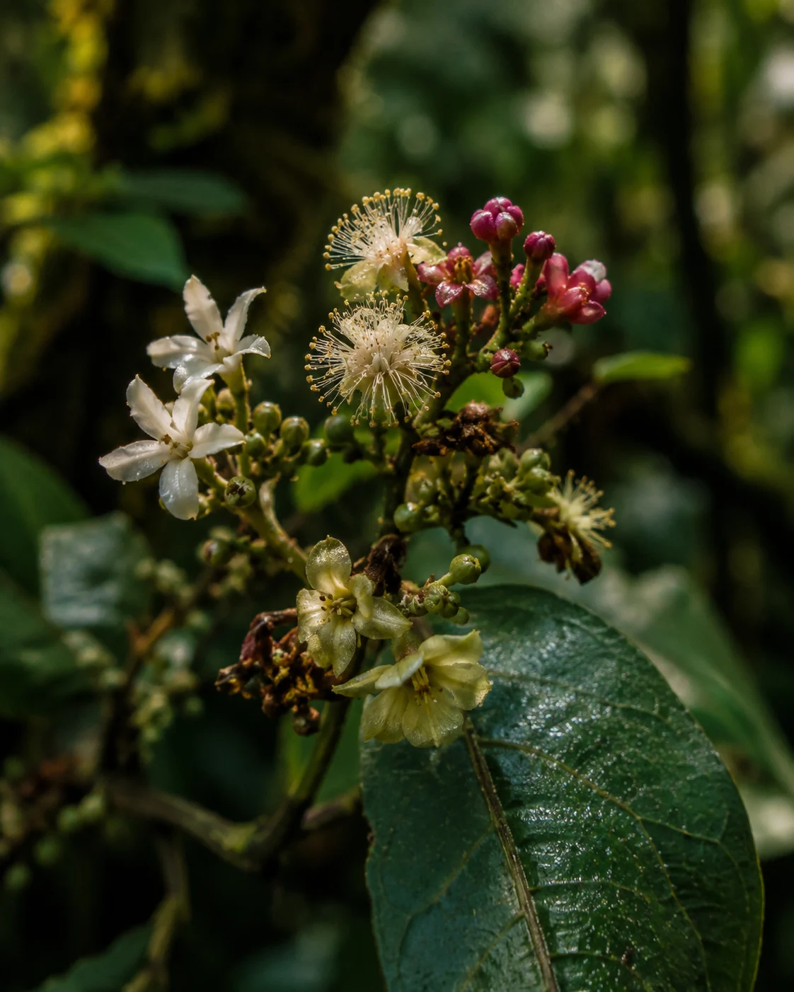 Diverse forest blossom on Kilimanjaro's lower slopes
