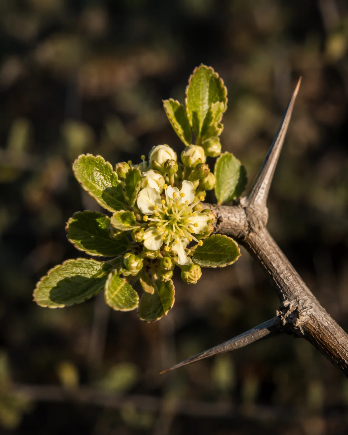 Wild jujube shrub along Madagascar's west coast