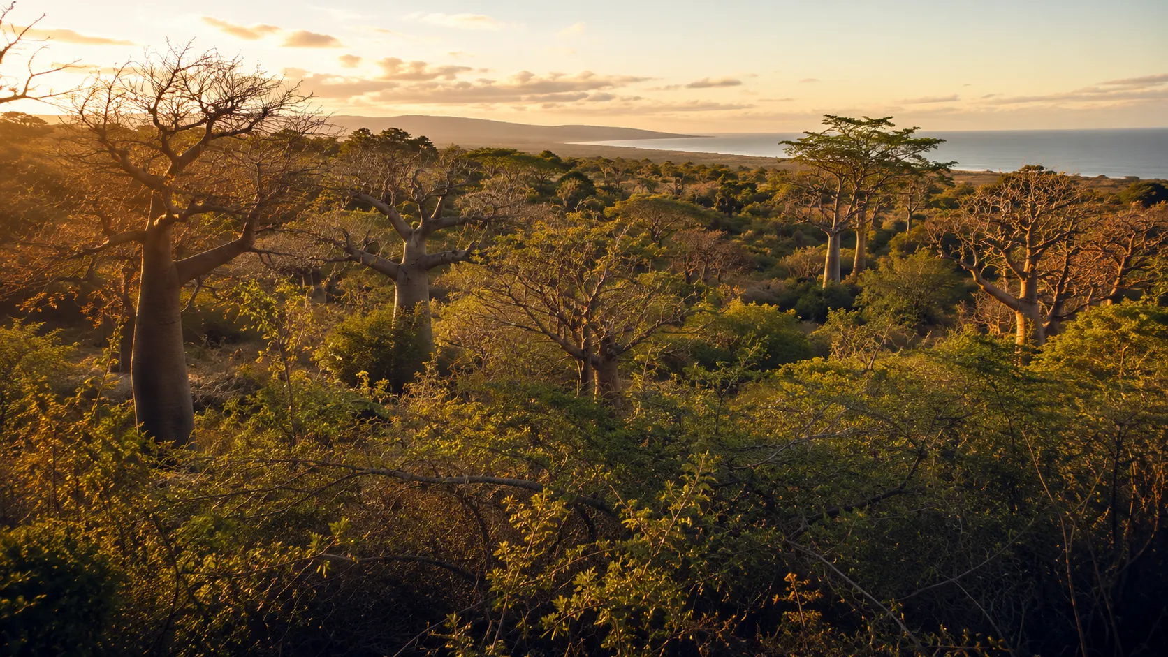 Dry forest and jujube scrub on Madagascar's west coast
