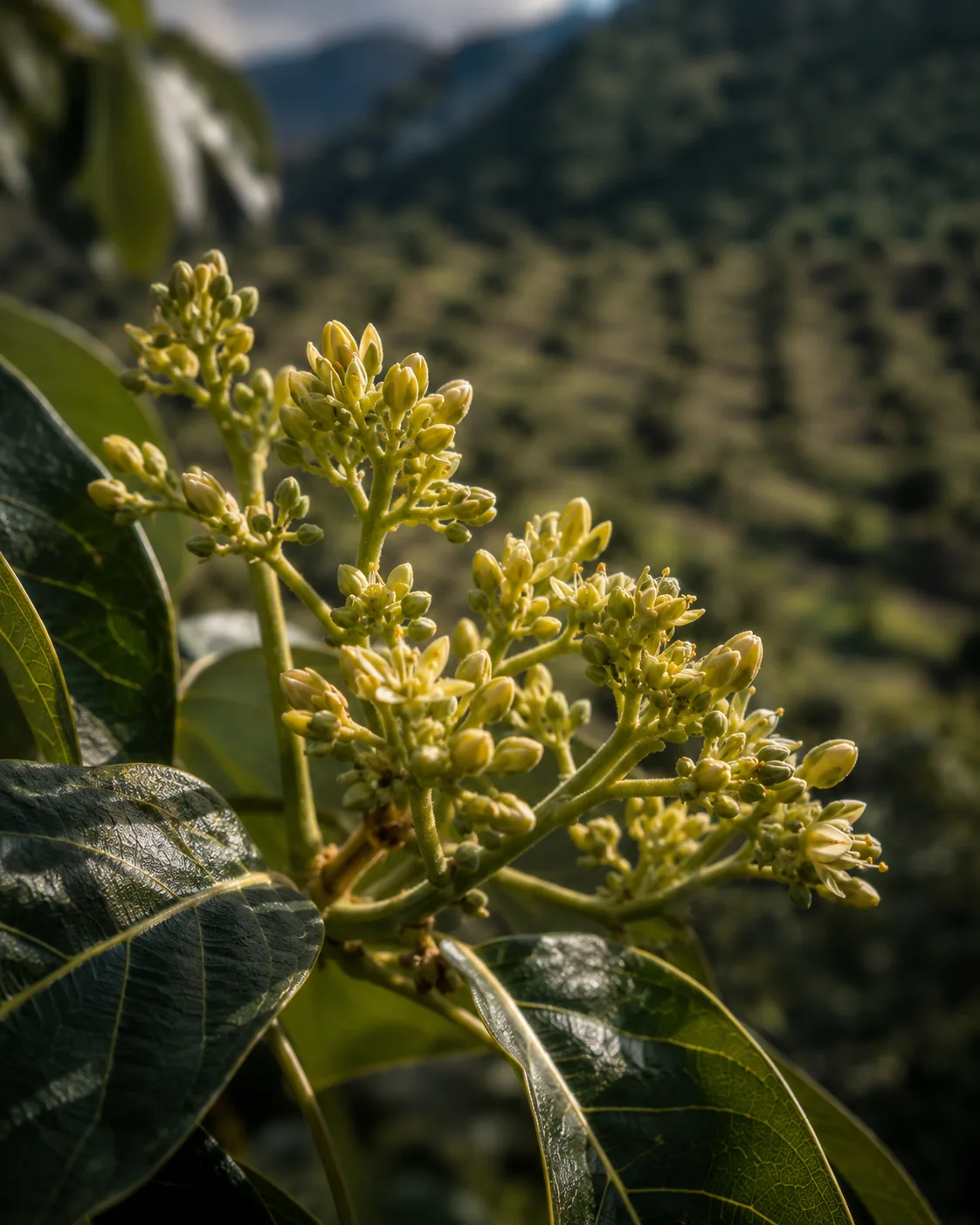 Avocado blossom close-up, Michoacan