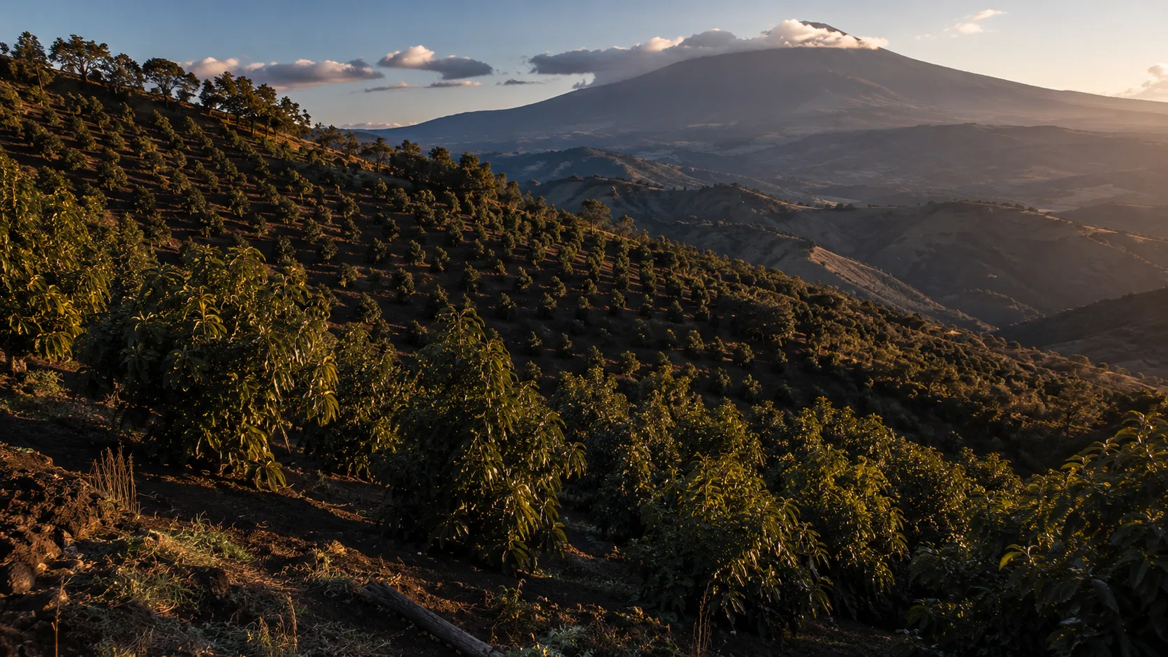 Avocado orchards on volcanic slopes, Michoacán, Mexico
