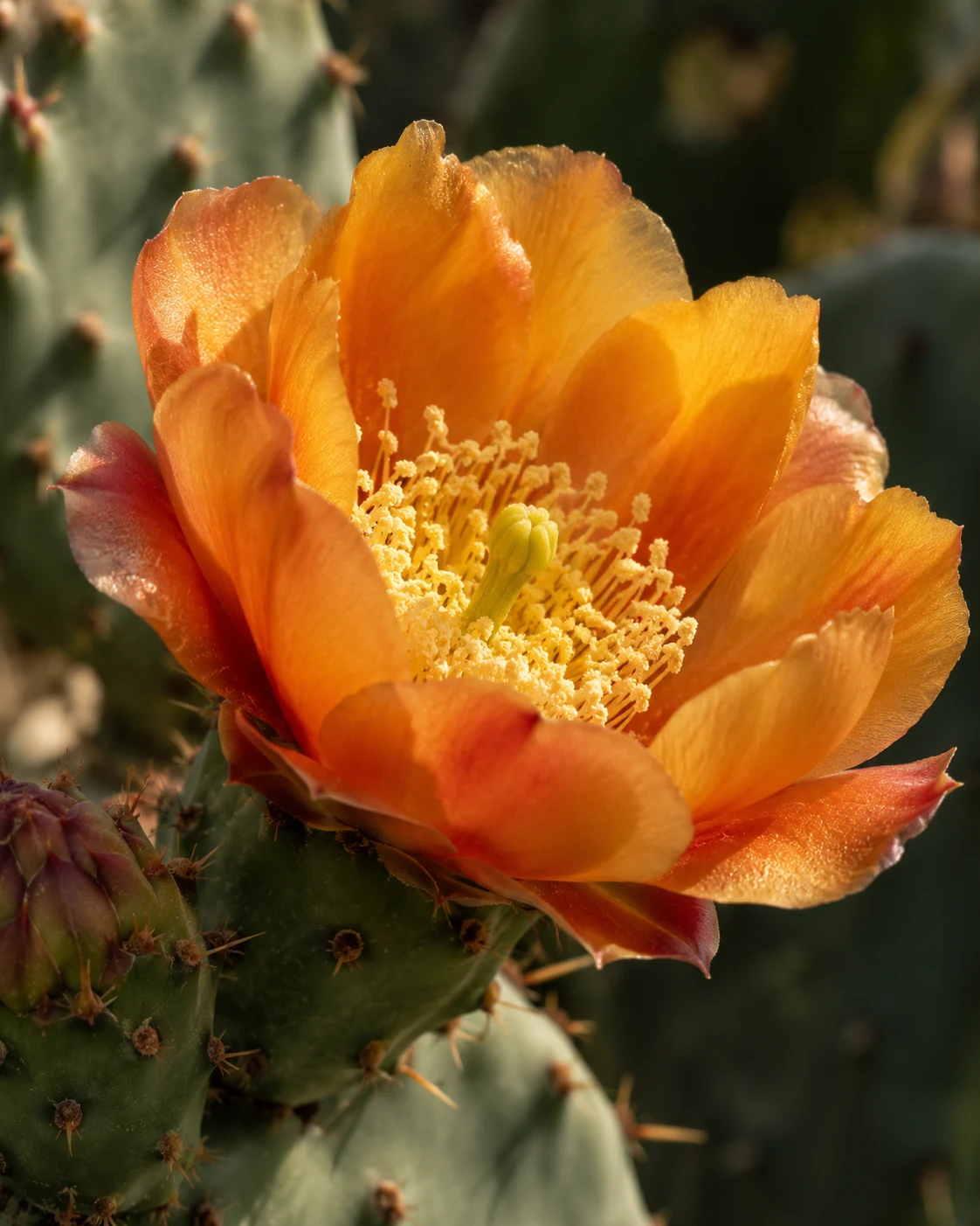 Botanical detail for Moroccan Cactus Honey