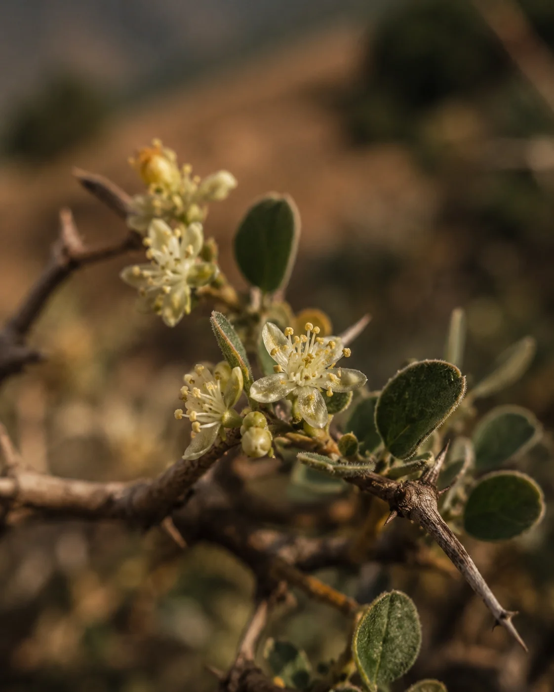 Close-up of wild jujube (Sedra) blossom, Morocco