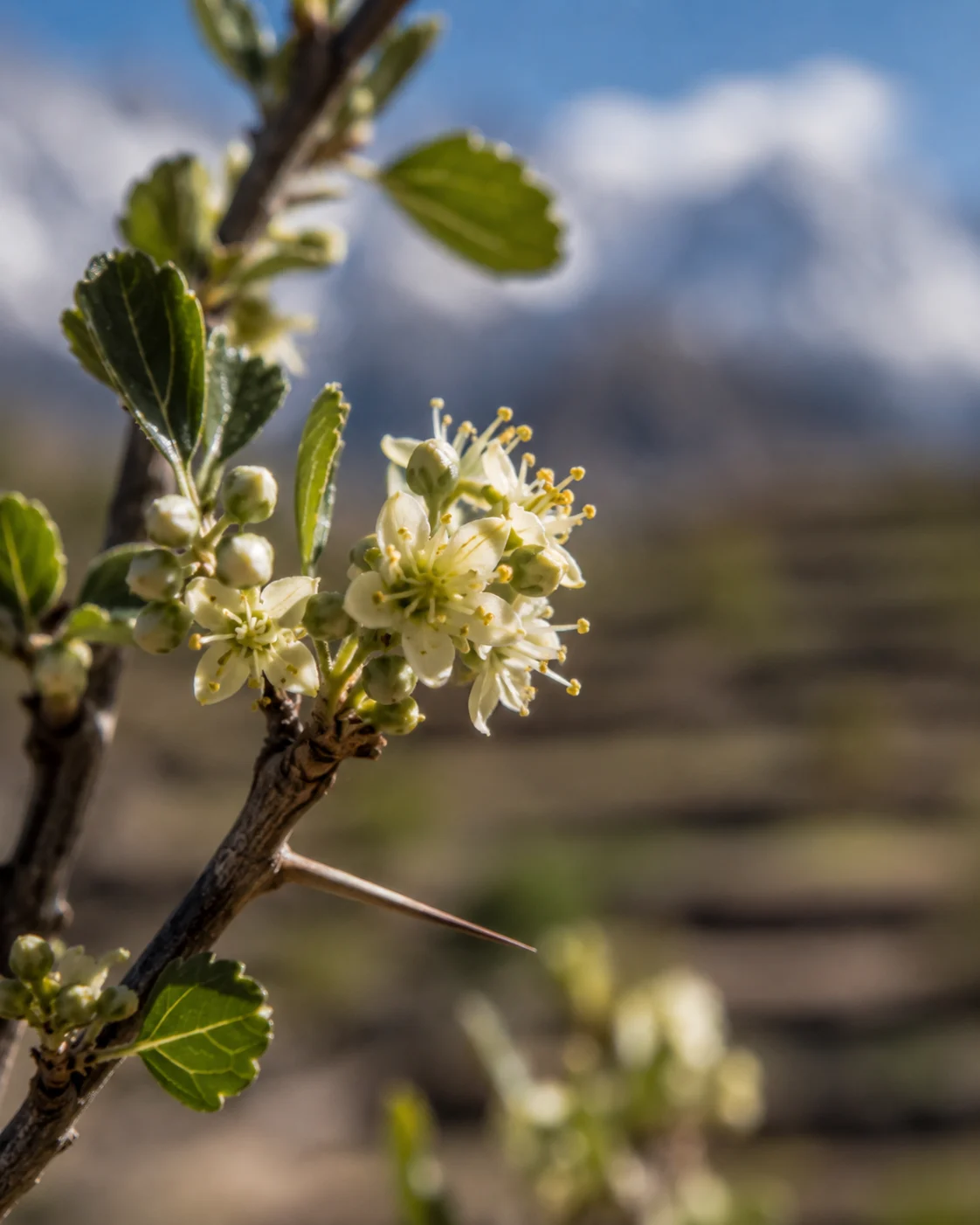 Wild jujube blossom in a Karakoram valley near Skardu