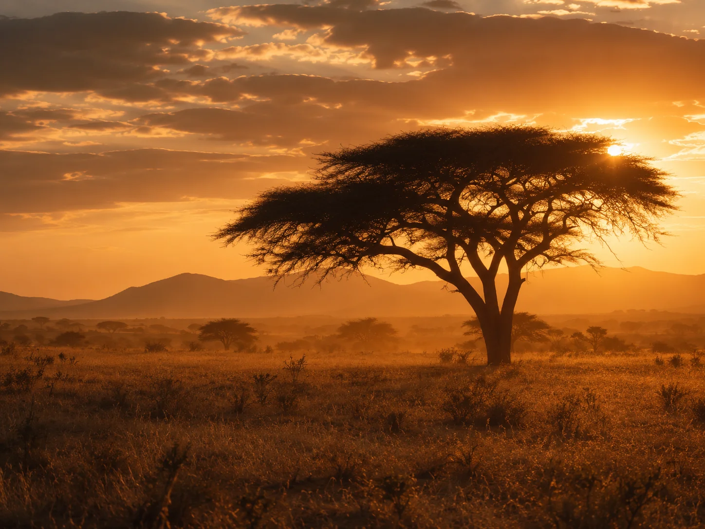 Africa landscape