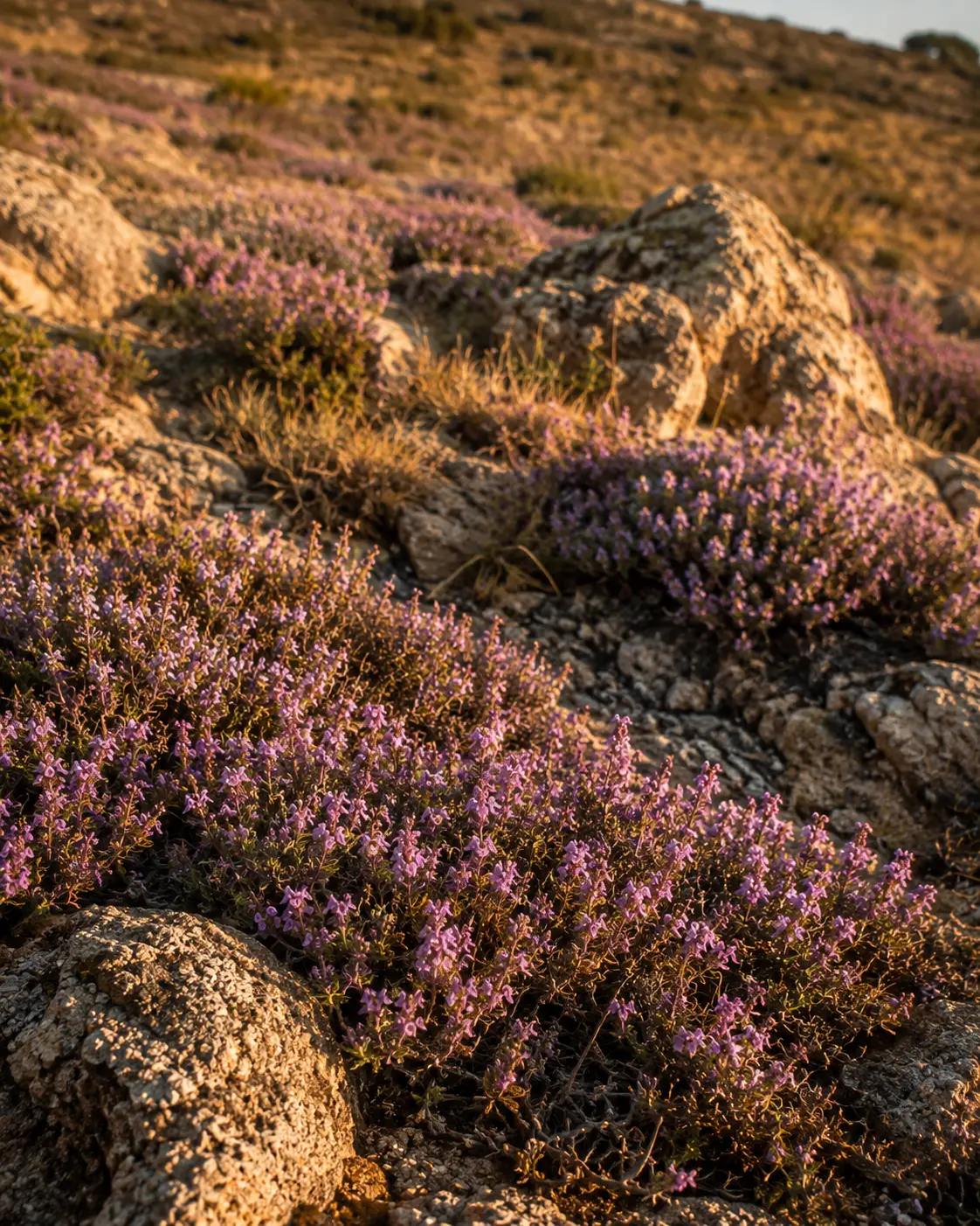 Spanish Thyme Honey