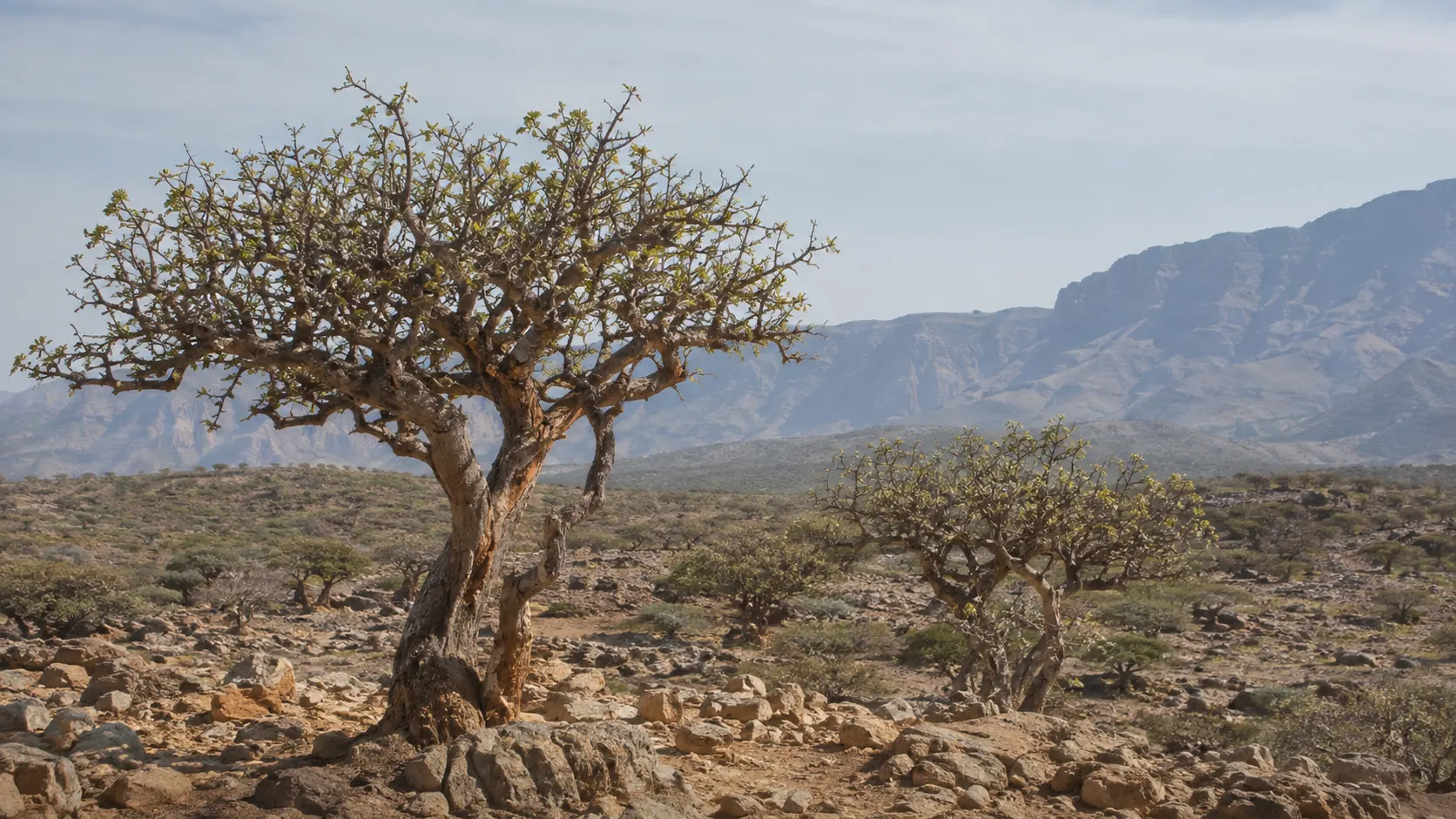 Frankincense trees in Dhofar on rocky terrain, representing the origin of luban before it travelled across Arabia and beyond.