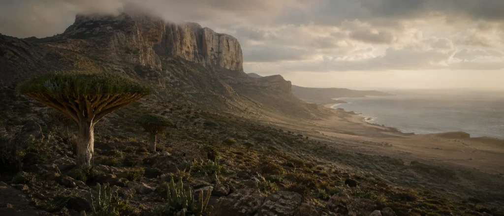 Mature Dracaena cinnabari dragon's blood tree growing among the limestone highlands of Socotra