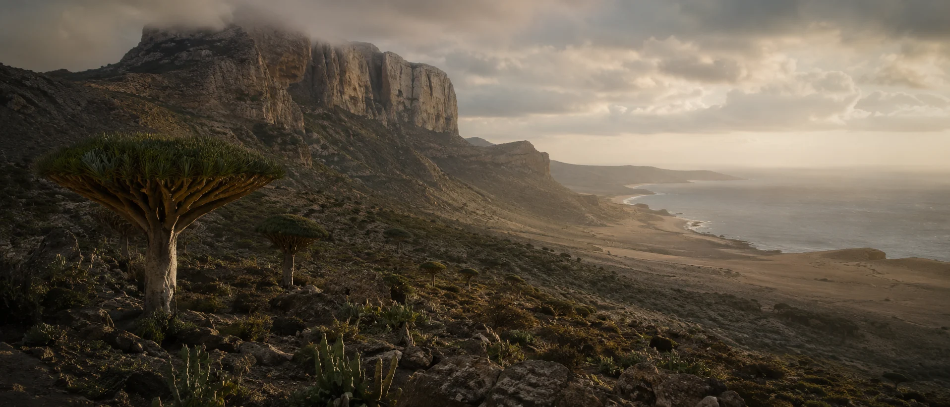 Iconic Socotra dragon blood tree with umbrella-shaped crown growing across rocky limestone terrain