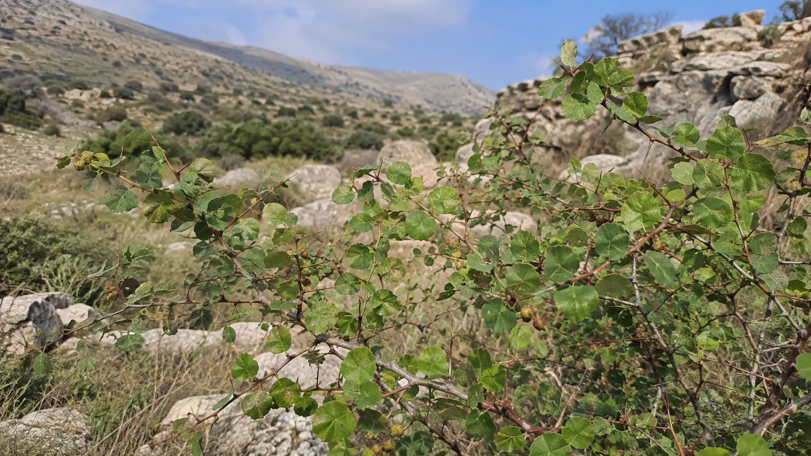Flowering Paliurus spina-christi in a Greek Mediterranean landscape with bees foraging