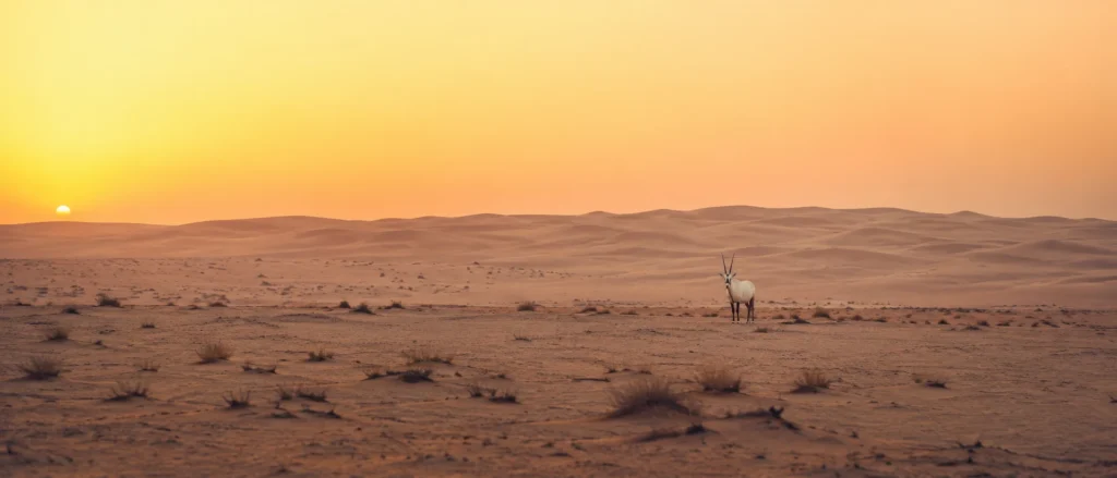 Arabian oryx standing in the Qatar desert at sunrise