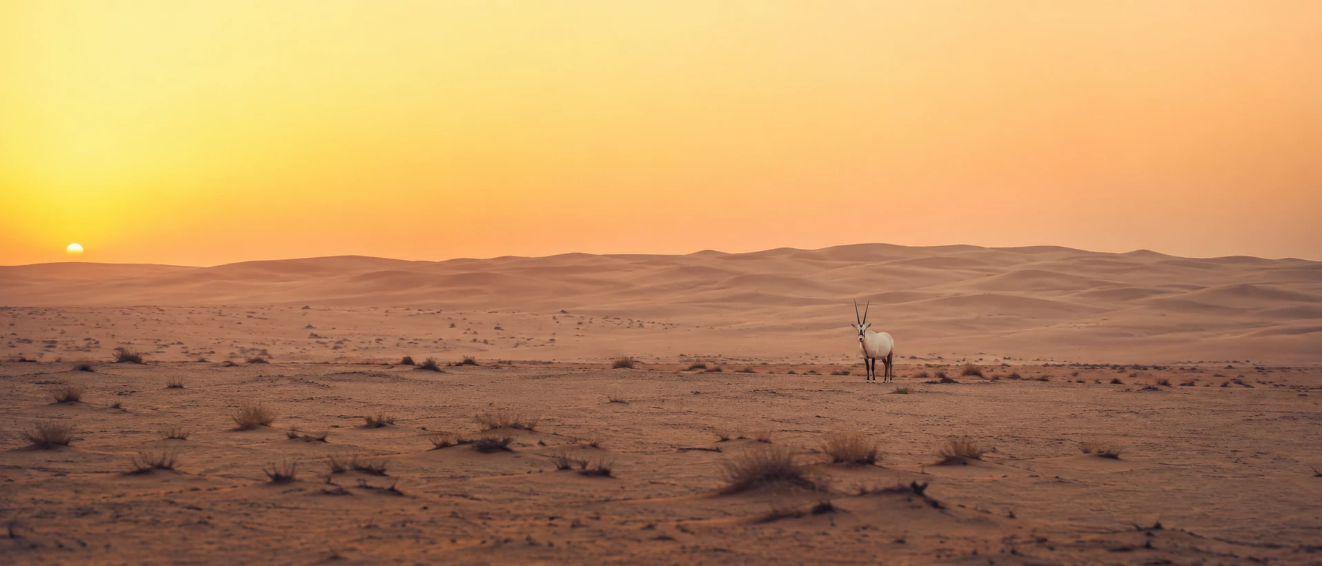 Arabian oryx standing in the Qatar desert at sunrise