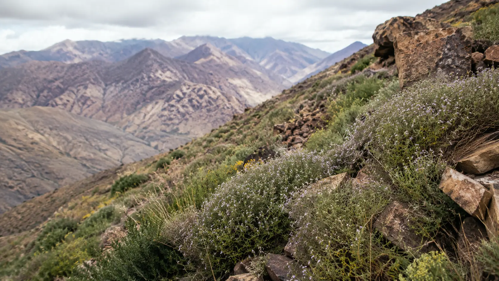 Rocky Moroccan Atlas landscape with wild thyme and natural forage for mountain honeybees