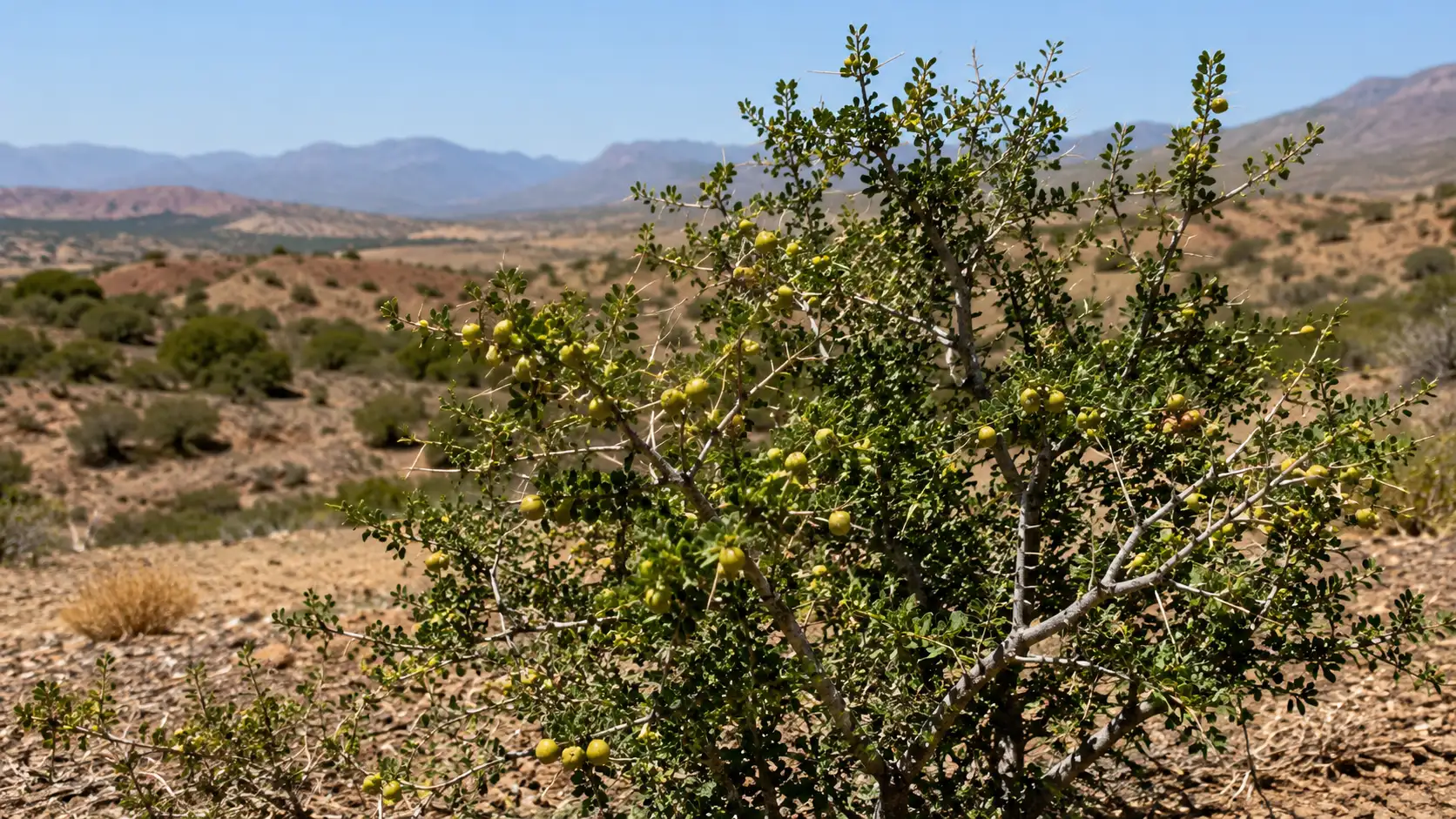 Wild thorny Ziziphus lotus shrubs in a dry Moroccan landscape associated with Nbeg and jujube honey