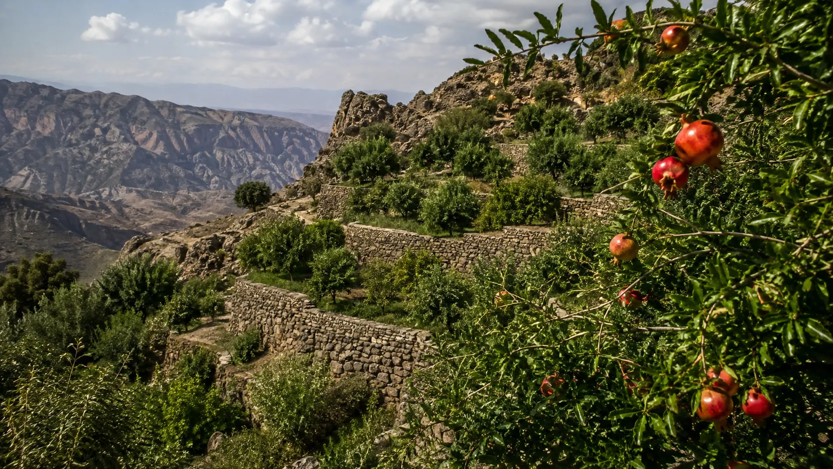 Jabal Akhdar pomegranate terraces in Oman with flowering orchards and bee forage in the mountain landscape