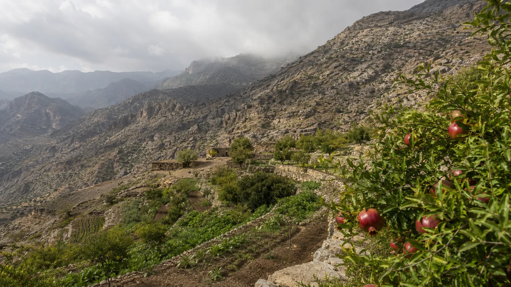 مدرجات الجبل الأخضر في عُمان مع بساتين الرمان والورد والجبال الصخرية