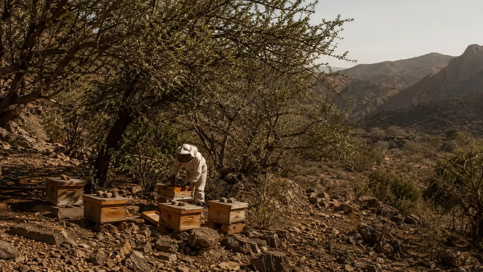 Nizwa mountain valley in Oman with Sidr and Samar trees in a traditional beekeeping landscape