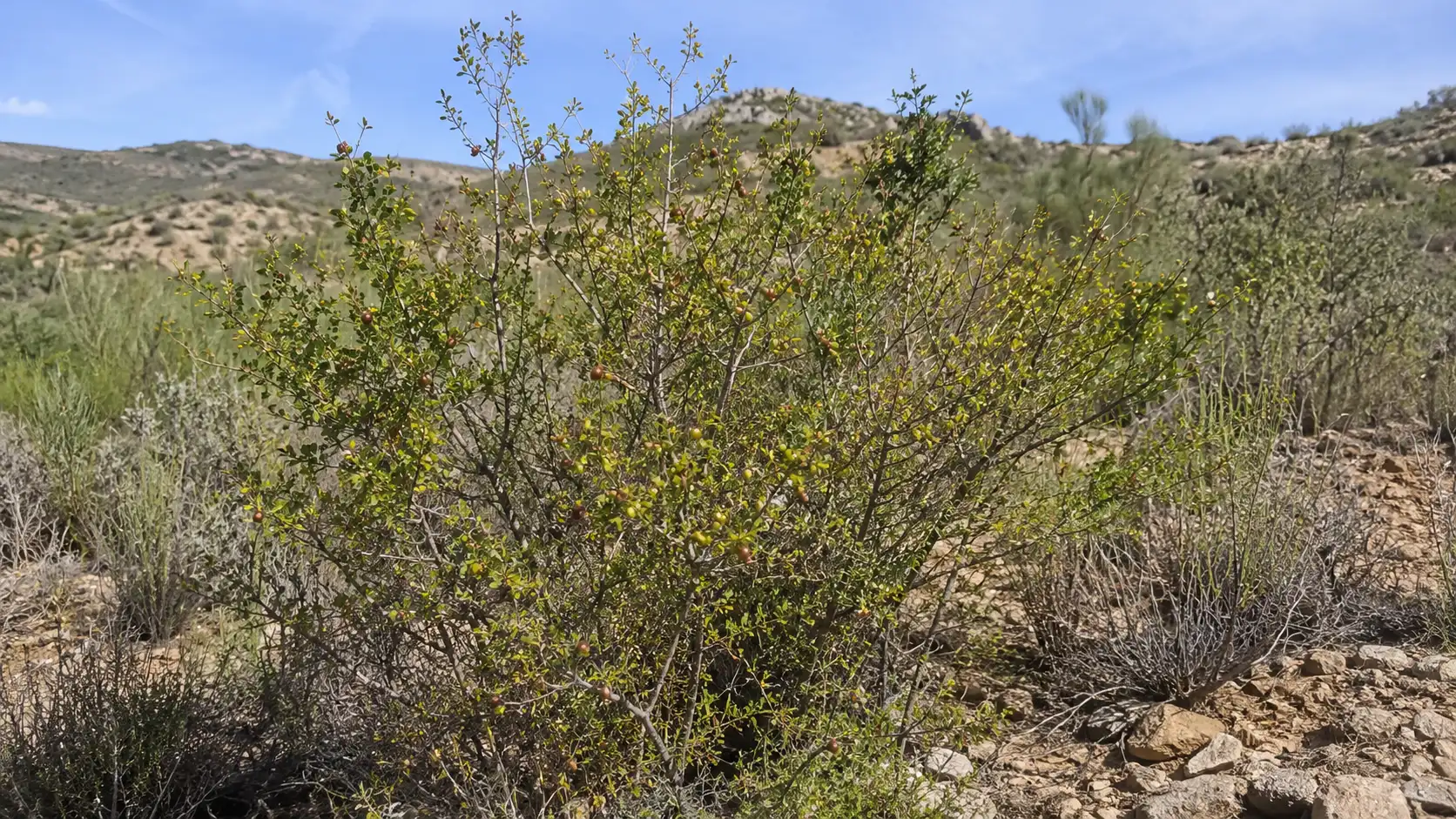 Native Ziziphus lotus shrubland in the semi-arid landscape of southeastern Spain