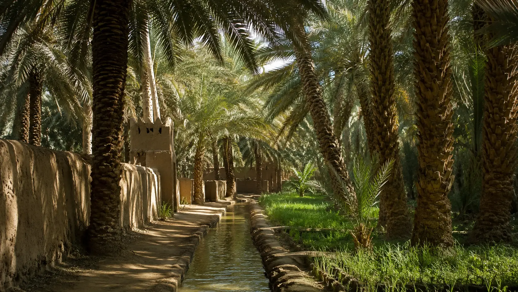 Al Ain Oasis in the UAE with date palms, traditional falaj irrigation and shaded agricultural paths
