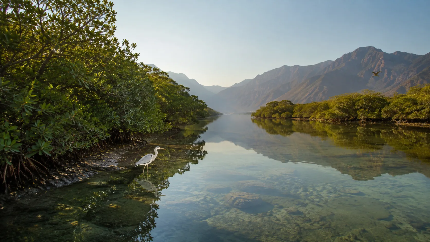 Kalba mangroves and Khorfakkan coastal Hajar Mountains on the eastern side of the UAE