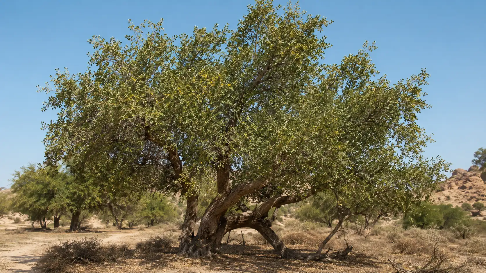 Leaves, flowers and fruits from different Ziziphus species illustrating the botanical diversity behind Sidr and jujube honey