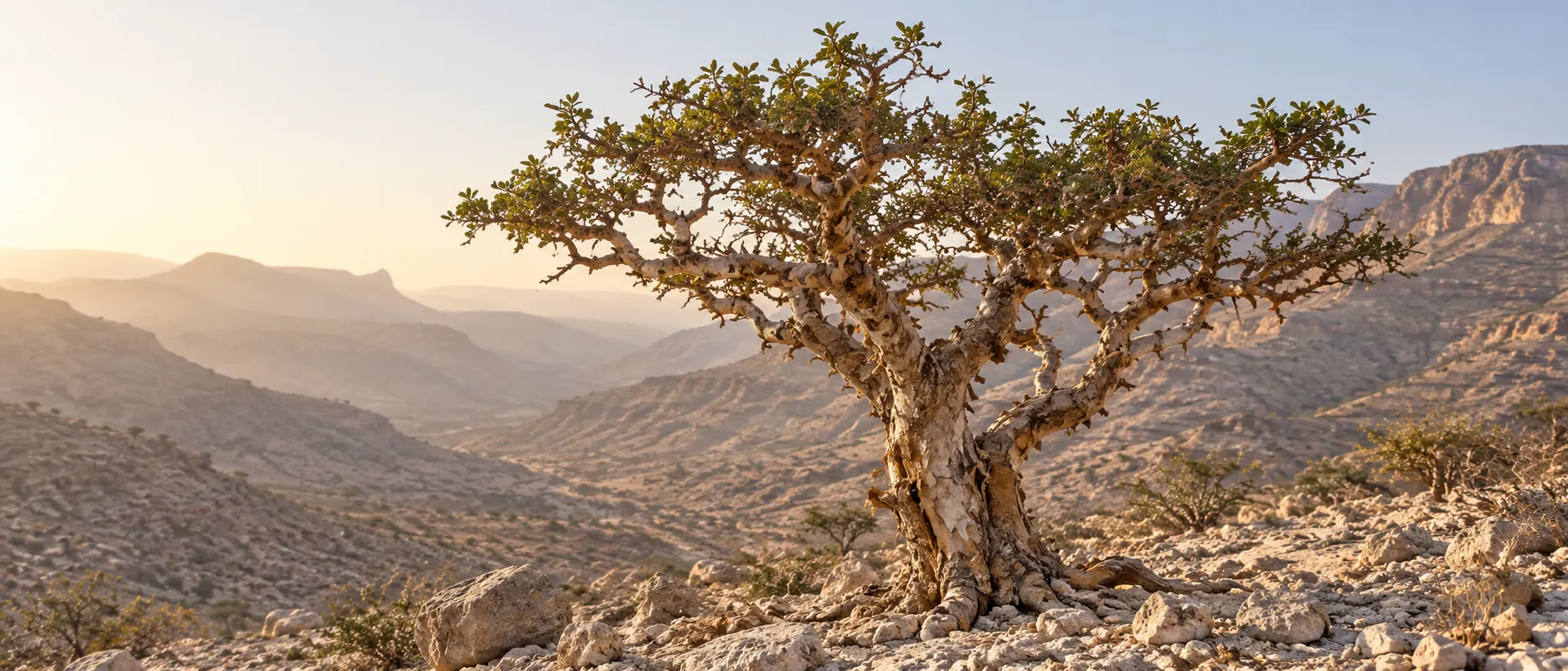 شجرة لبان Boswellia sacra تنمو في وادي جاف بظفار مع تضاريس صخرية وضوء طبيعي