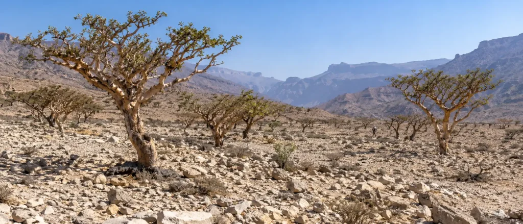 أشجار لبان Boswellia sacra في وادي دوكة بظفار ومشهد جبلي واقعي