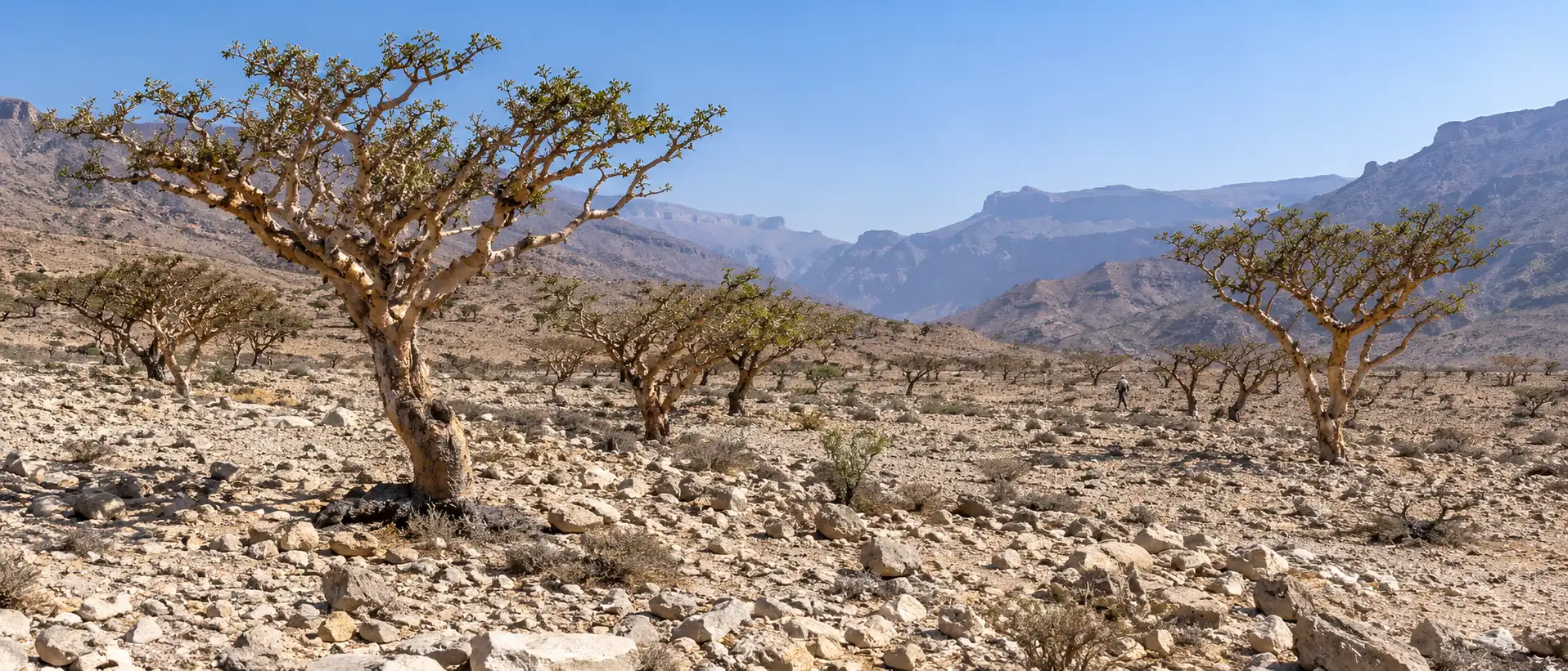 أشجار لبان Boswellia sacra في وادي دوكة بظفار ومشهد جبلي واقعي