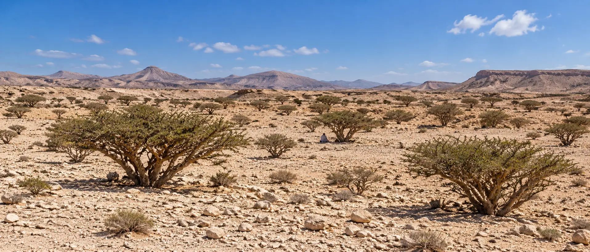 Boswellia sacra frankincense trees in Wadi Dawkah with Dhofar mountains in the distance